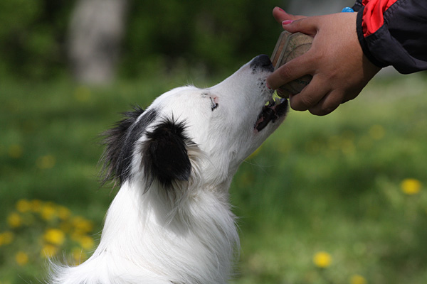 14maj09Canis2-2 14maj09Canis2-2