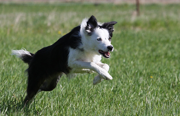 14maj09Canis2-3 14maj09Canis2-3