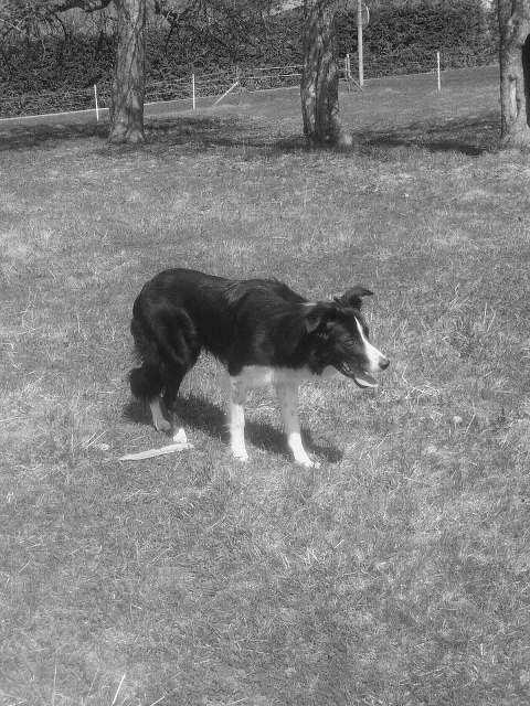 kajsavallar svartvit