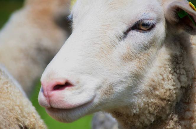 1008384_10152929842265035_1359704189_o