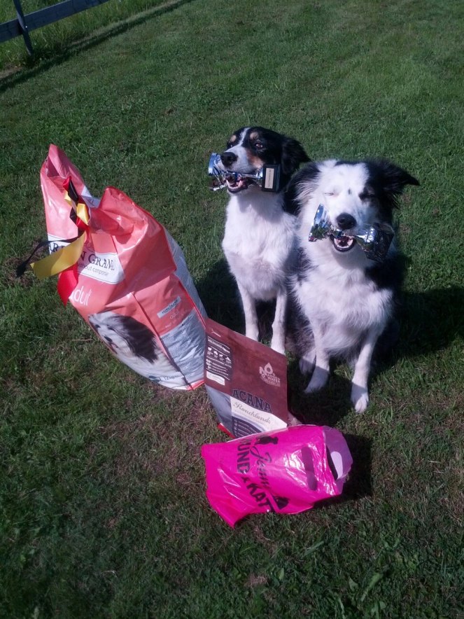 Minsann har tagit första pris i lydnad!