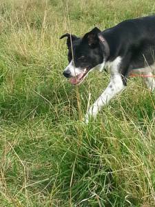 10174904_10152372693768848_9186842497209855076_n