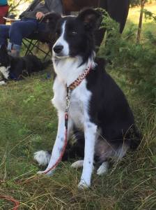 11888646_10153095353528848_1237813255817298710_o