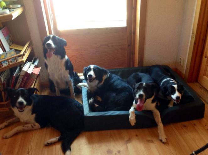 10431384_773574482684658_5363616817165370288_o