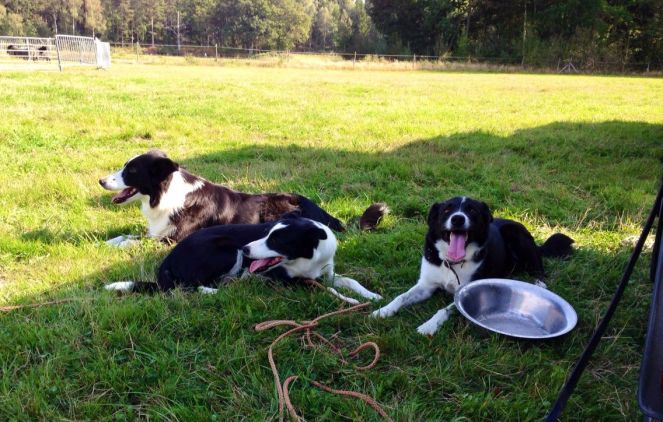 10704299_809115309130575_1029617658394422564_o