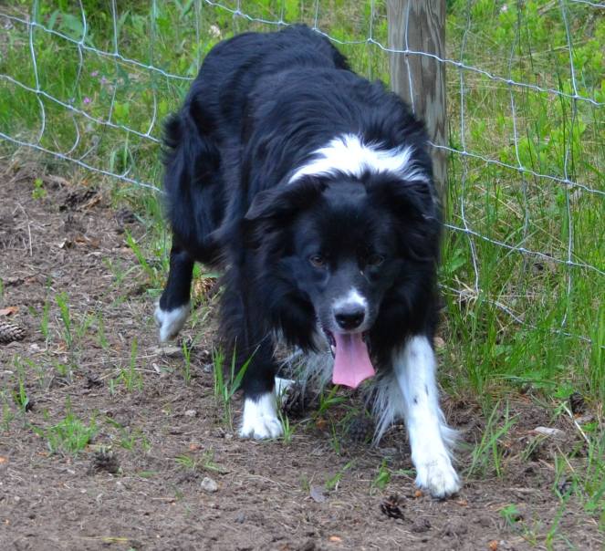 977462_559033640814060_564530437_o