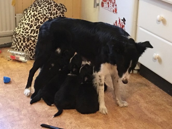 15844229_10154197373683848_2471721934832605296_o